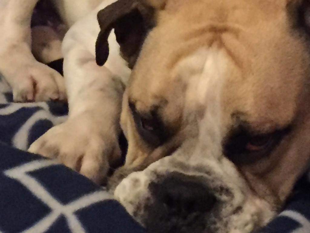 אוקלנד Cool Apartment, Central To Everything, Share With 2X Bulldogs מראה חיצוני תמונה